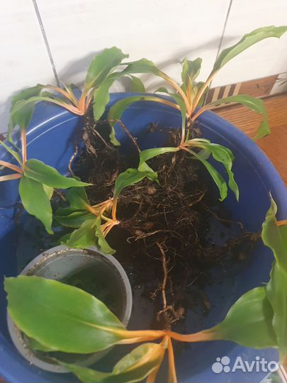 Хлорофитум грин оранж