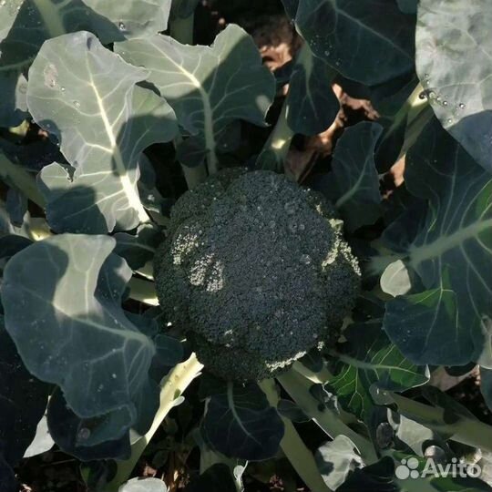 Капуста цветная, брокколи и пекинская