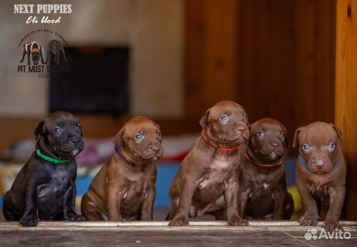 Американский пит-буль терьер (апбт)