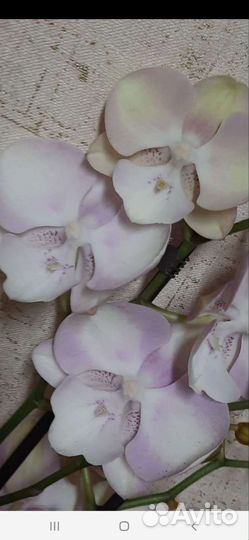 Орхидея Голден Леопард