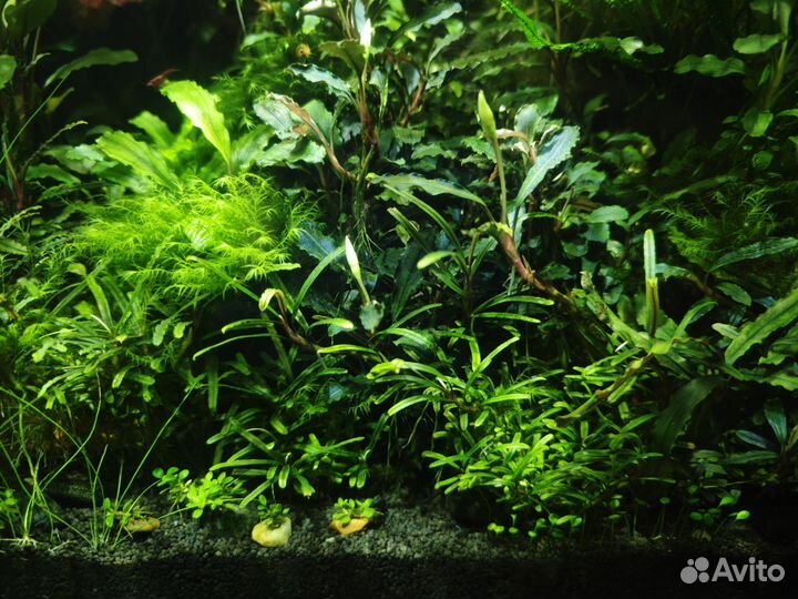 Буцефаландры