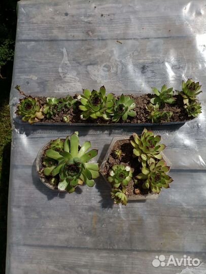 Молодило каменная роза