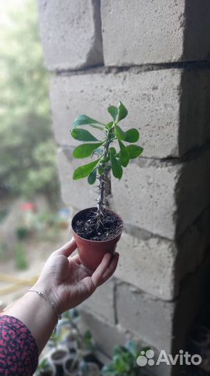 Молочай миля