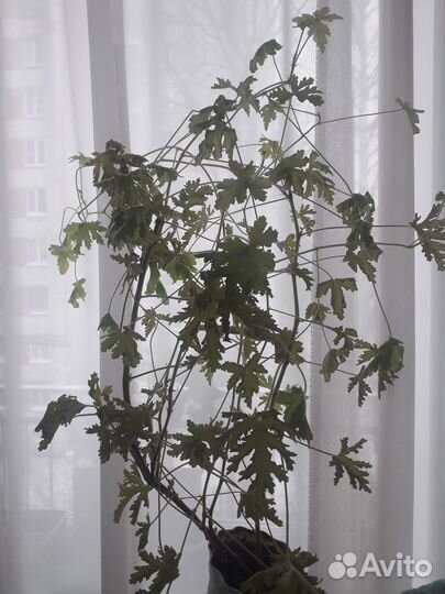 Герань розебудная и болгарская, колеус в горшках