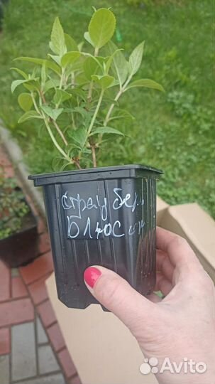 Гортензия Строуберри Блоссом