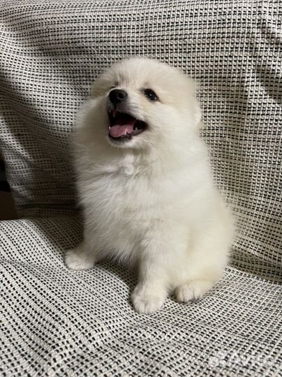 Померанский шпиц