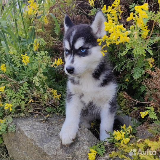 Щенки хаски