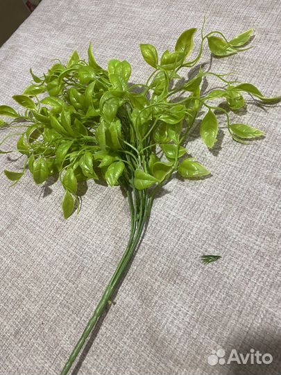 Декоративная зелень