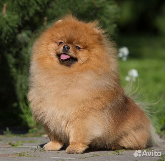 Нарядный померанец от пары чемпионов