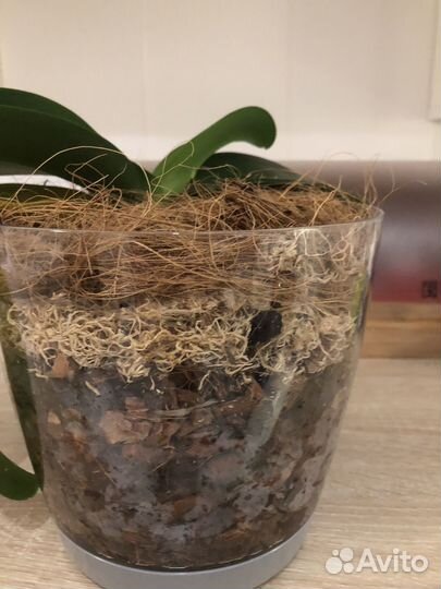 Орхидея с горшком