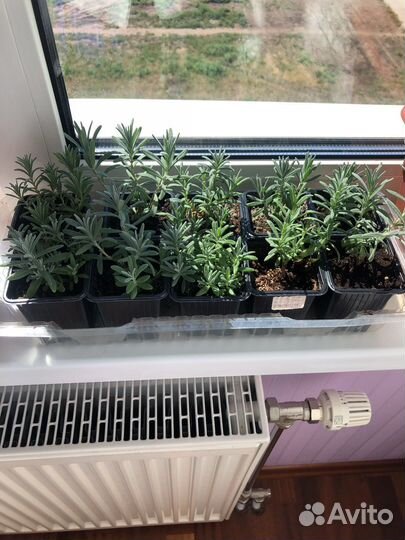 Рассада лаванды