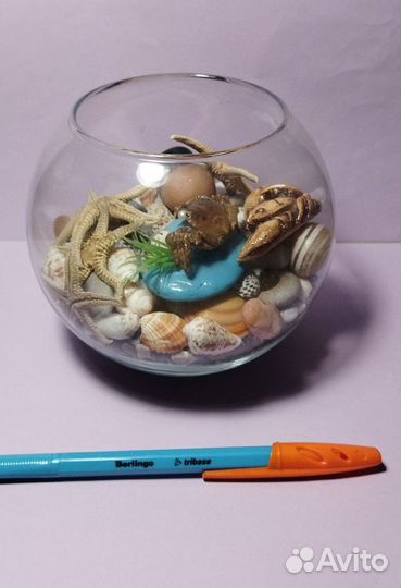 Сухой аквариум ракушки