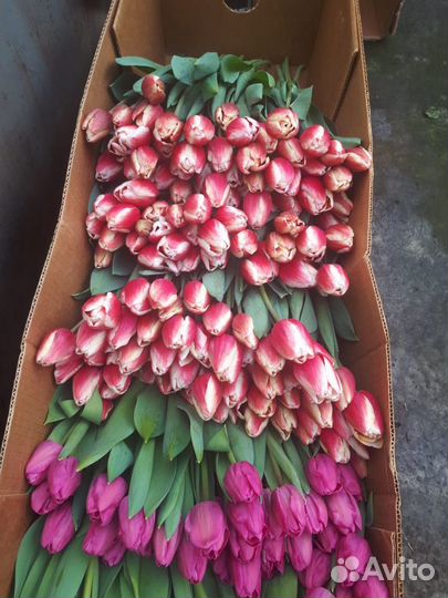 Тюльпаны бердск опт