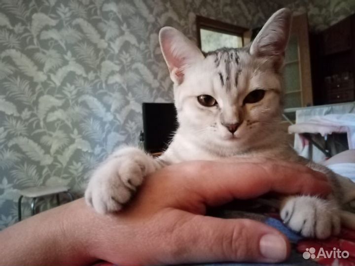 Кошка бесплатно