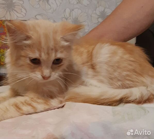 Кошки