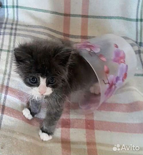 Пушистый котенок мальчик 1 месяц