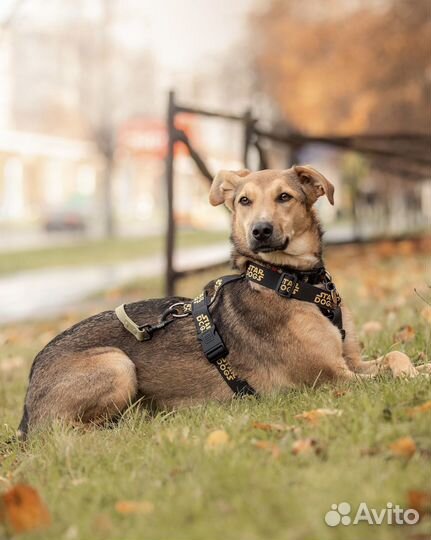 Собака Фанта из приюта в добрые руки