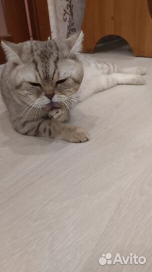 Шотландский кот вязка(Скоттиш -Страйт)