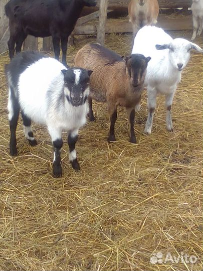 Козы. козлята.Ламанча.Англо- Нубийские