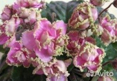 Фиалки сортовые