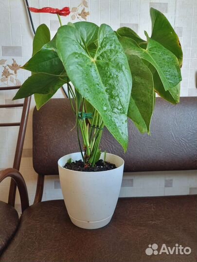Комнатные цветы антуриум