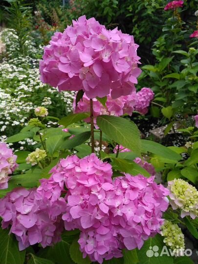 Гортензия широколистная, монарда