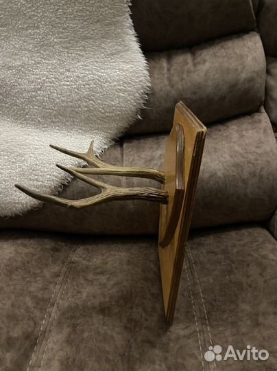 Рога на подставке