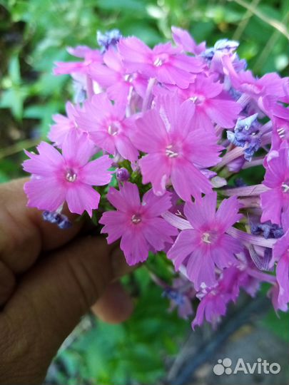 Семена и саженцы флоксов (смесь)