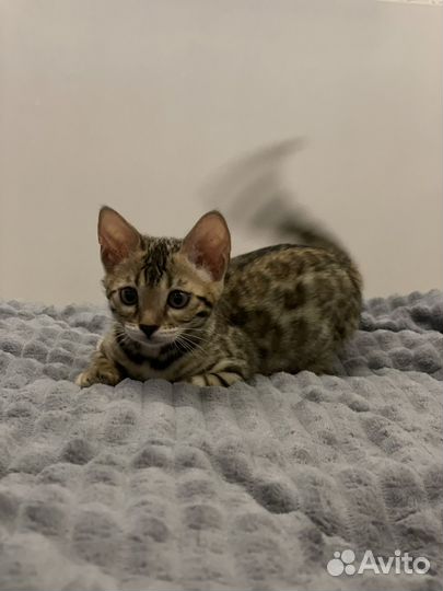 Бенгальский котенок девочка