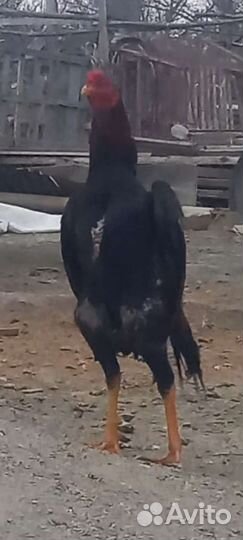Бойцовые петухи