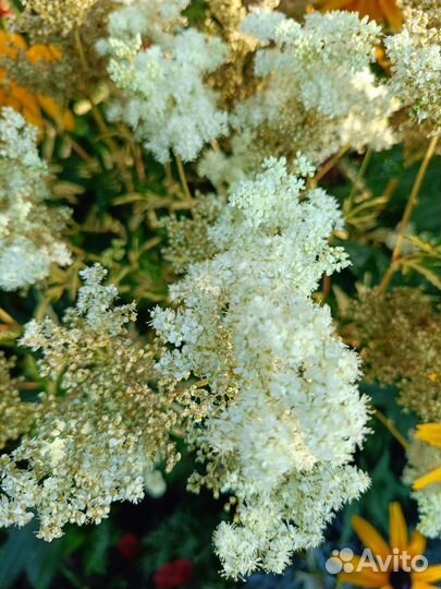 Таволга пестролистная(вариегатная)