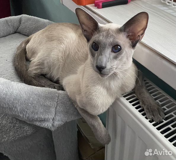 Ориентальные котята