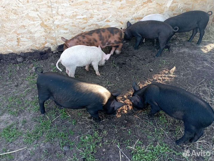 Поросята