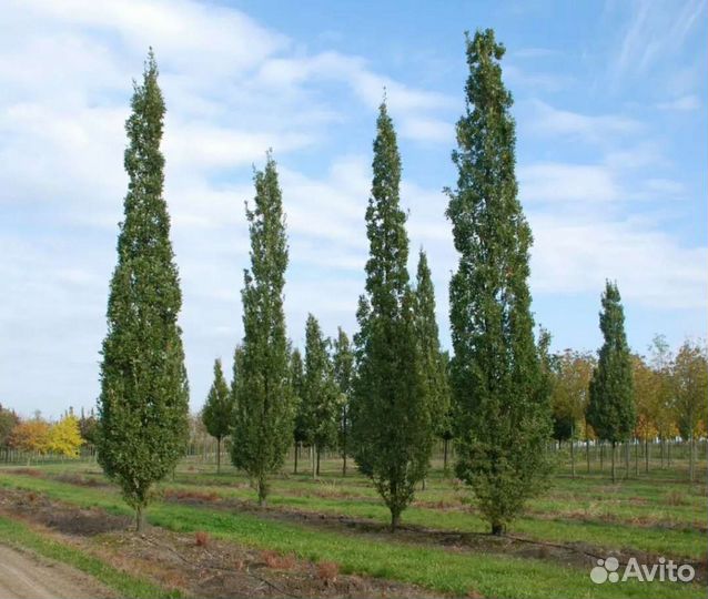 Тополь пирамидальный