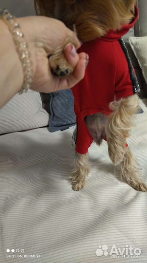 Комбинезон для маленькой собаки