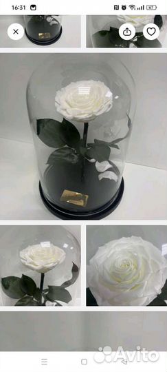 Роза в колбе