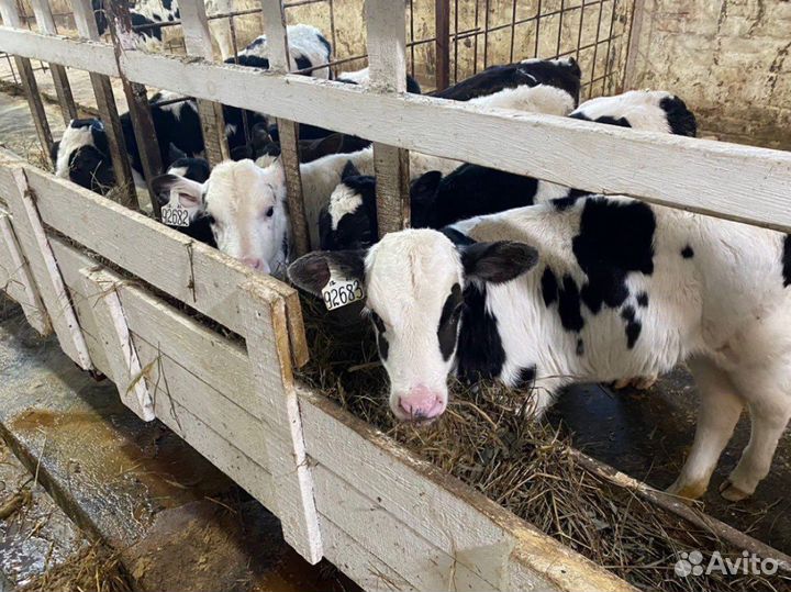 Телята бычки