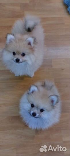 Померанский шпиц мини