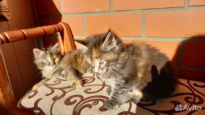 Котята мейн-кун