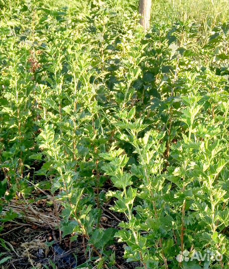 Рассада клубники и смородины