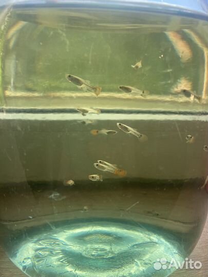 Рыбки гуппи