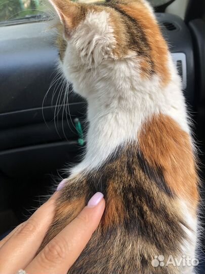 Котёнок в дар