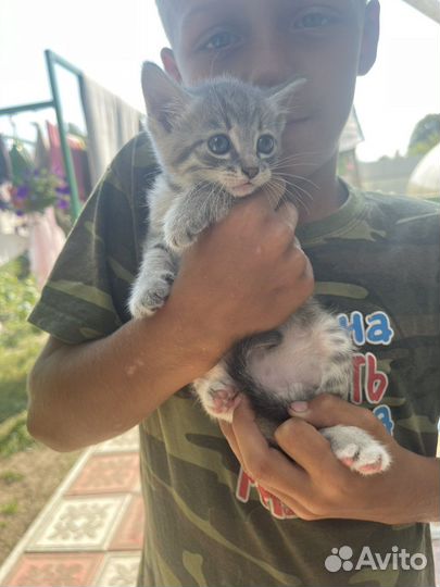 Отдам котят