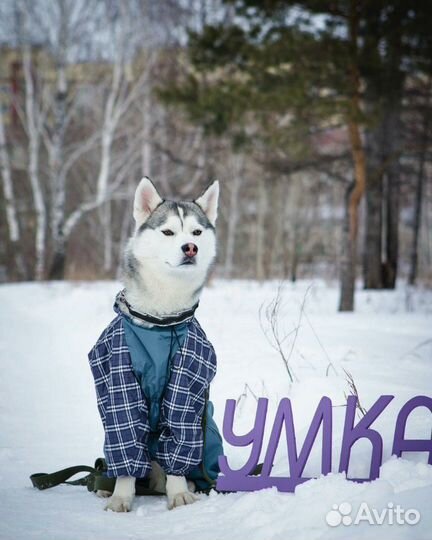Одежда на грязь и снег для собак