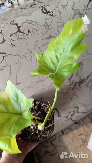 Фил голд сатин