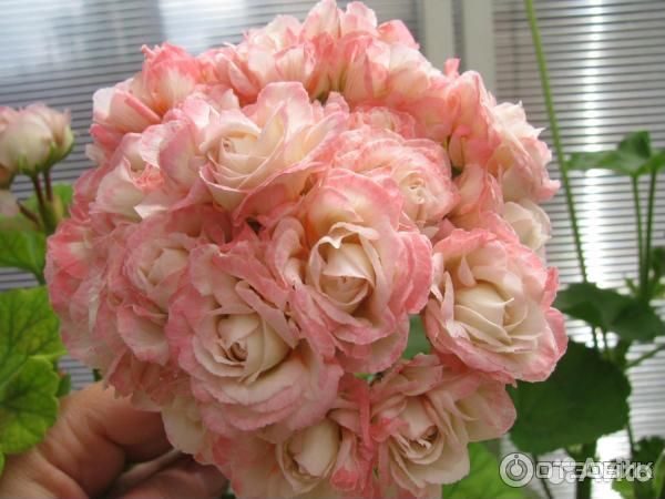 Пеларгония Fischers Appleblossom, Viva Madeline