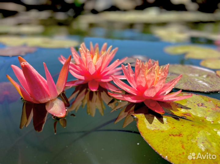 Нимфеи,кувшинки,лотосы,эйхорхию и другие растения