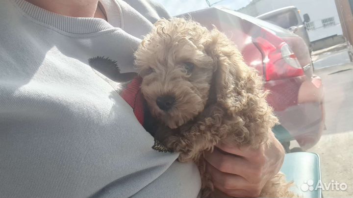 Лабрадудль