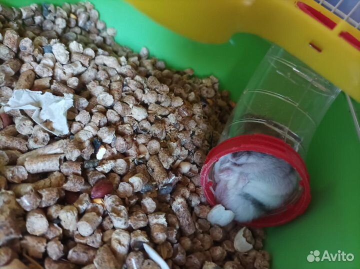 Джунгарский хомяк с клеткой