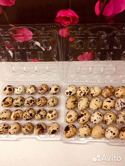 Инкубационное яйцо перепелов